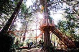 aerial walk in trees