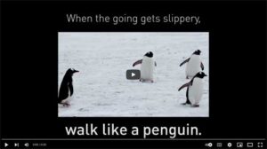 penguins walking on snow